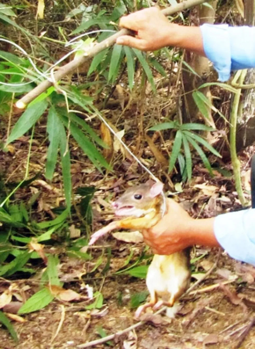 Muôn loài trở lại rừng xanh ảnh 2