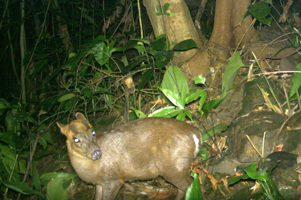 Muôn loài trở lại rừng xanh ảnh 3