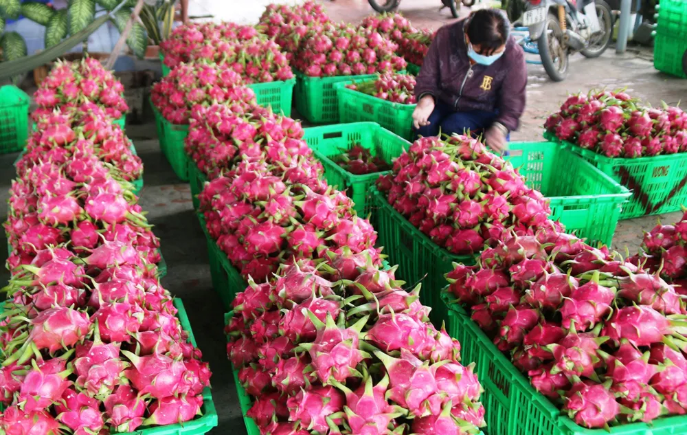 “Thủ phủ thanh long” Bình Thuận rất cần các cơ chế, chính sách để phát triển bền vững. Ảnh: NGUYỄN TIẾN