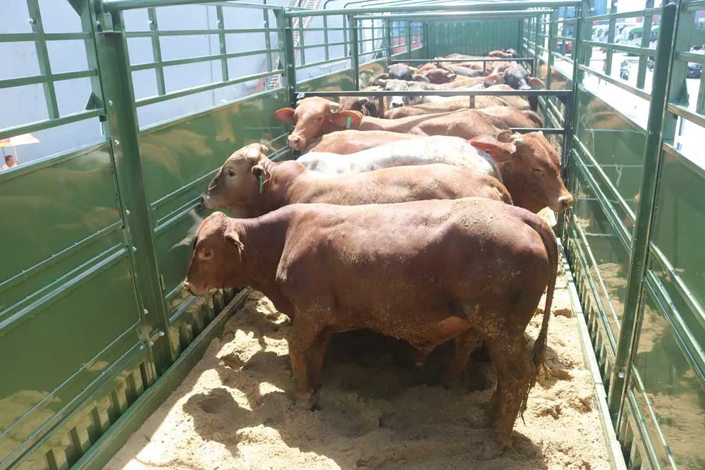 Thilogi cung ứng dịch vụ vận chuyển gia súc chuyên nghiệp ảnh 1