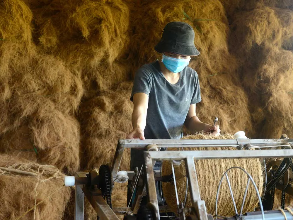 Giá trị của cây dừa ảnh 5