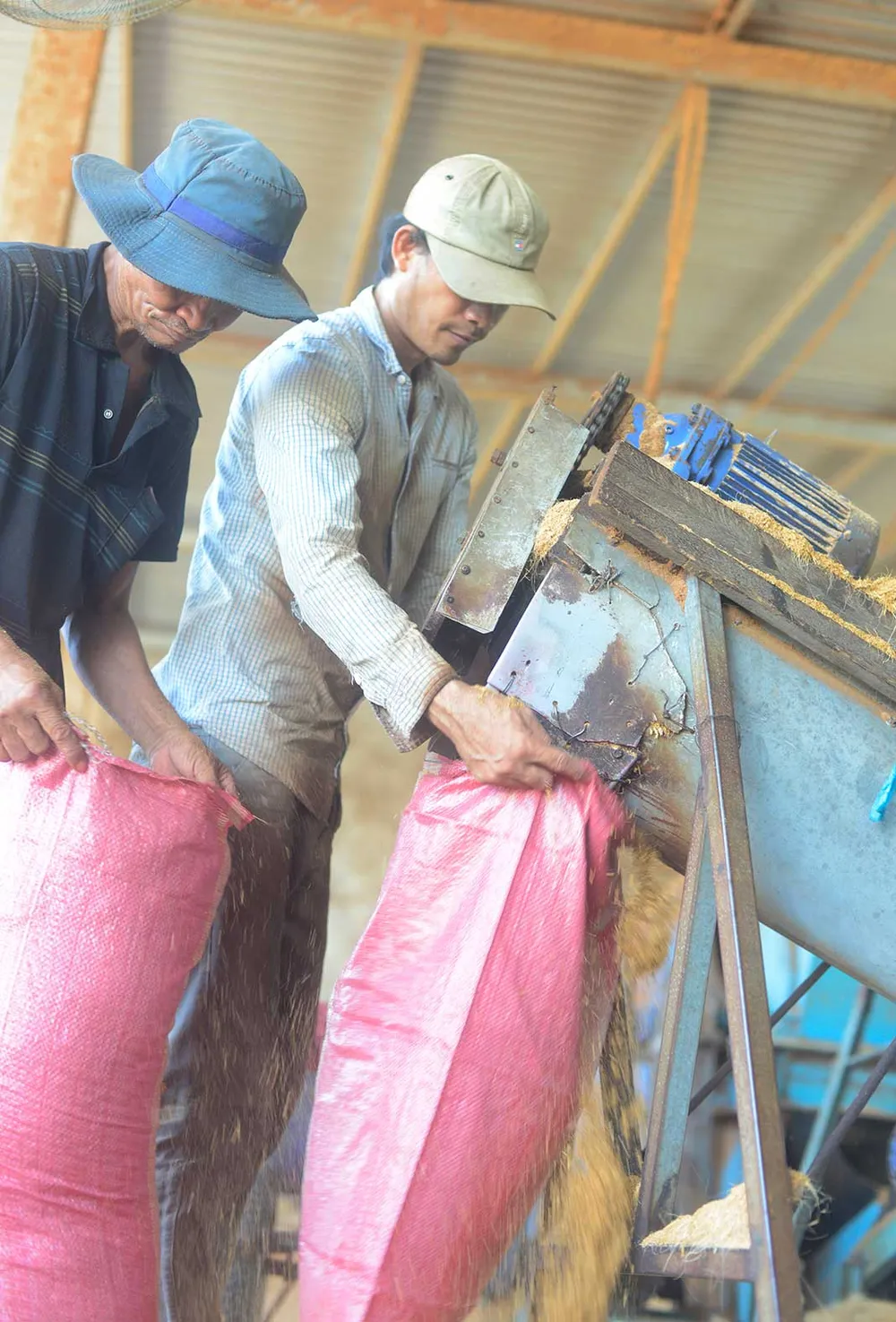 Giá trị của cây dừa ảnh 4