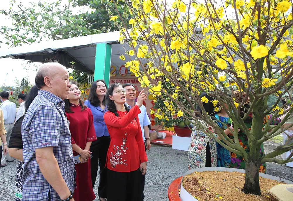 Người dân huyện Bình Chánh thưởng lãm mai vàng Bình Lợi nổi tiếng