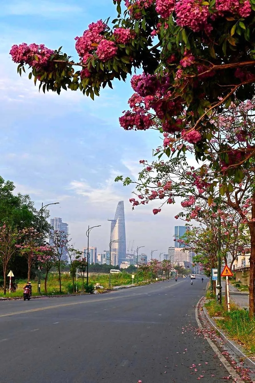 Mùa hoa kèn hồng ở TPHCM. Ảnh: NSNA BÙI QUỐC SỸ