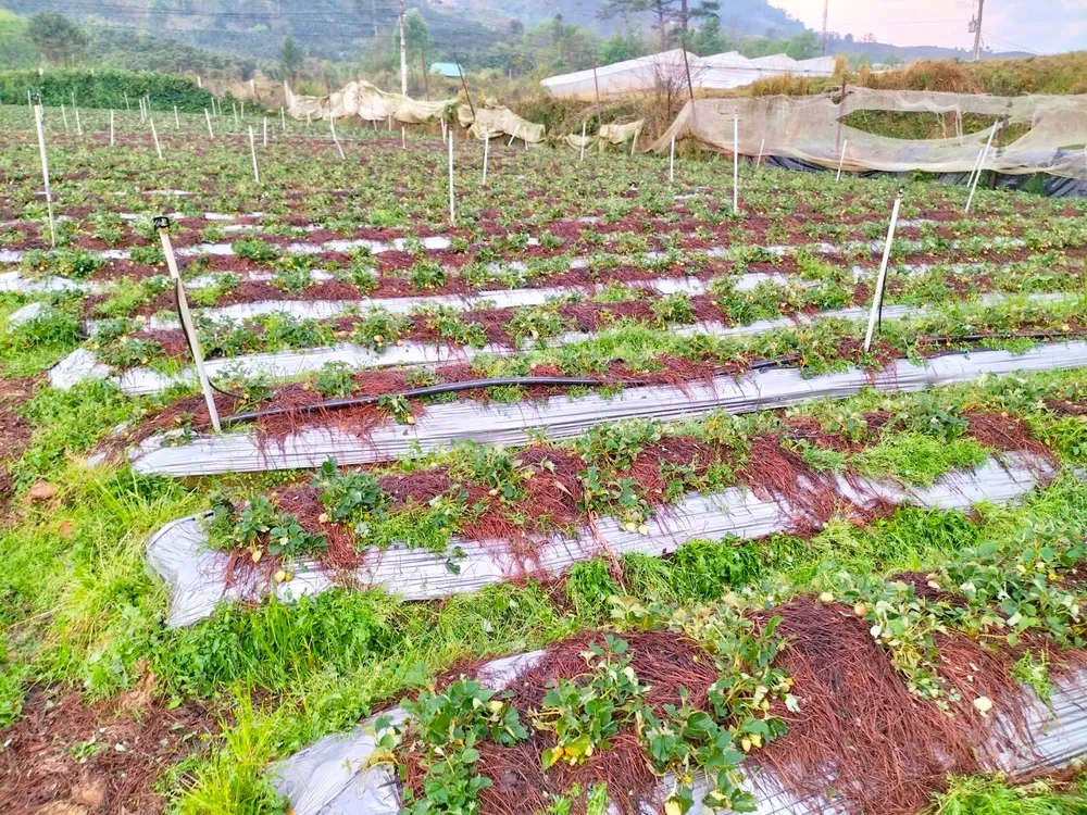 Hoa màu bị dập nát