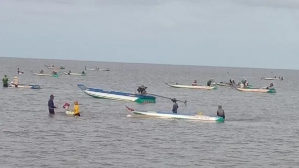 Mỗi ngày có hàng trăm phương tiện khai thác nghêu giống tại khu vực VQG Mũi Cà Mau