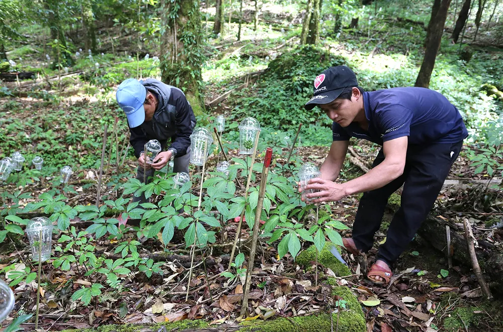 Những mô hình trồng sâm Ngọc Linh ở rừng đặc dụng, phòng hộ đang gặp khó bởi các rào cản về quy định, pháp lý lâm nghiệp. Ảnh: NGUYỄN CƯỜNG Những mô hình trồng sâm Ngọc Linh ở rừng đặc dụng, phòng hộ đang gặp khó bởi các rào cản về quy định, pháp lý lâm nghiệp. Ảnh: NGUYỄN CƯỜNG