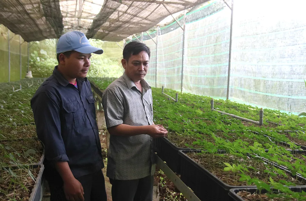 Bên trong khu vườn nhân giống sâm Ngọc Linh quy mô lớn ở miền núi tỉnh Quảng Nam. Ảnh: NGUYỄN CƯỜNG Bên trong khu vườn nhân giống sâm Ngọc Linh quy mô lớn ở miền núi tỉnh Quảng Nam. Ảnh: NGUYỄN CƯỜNG