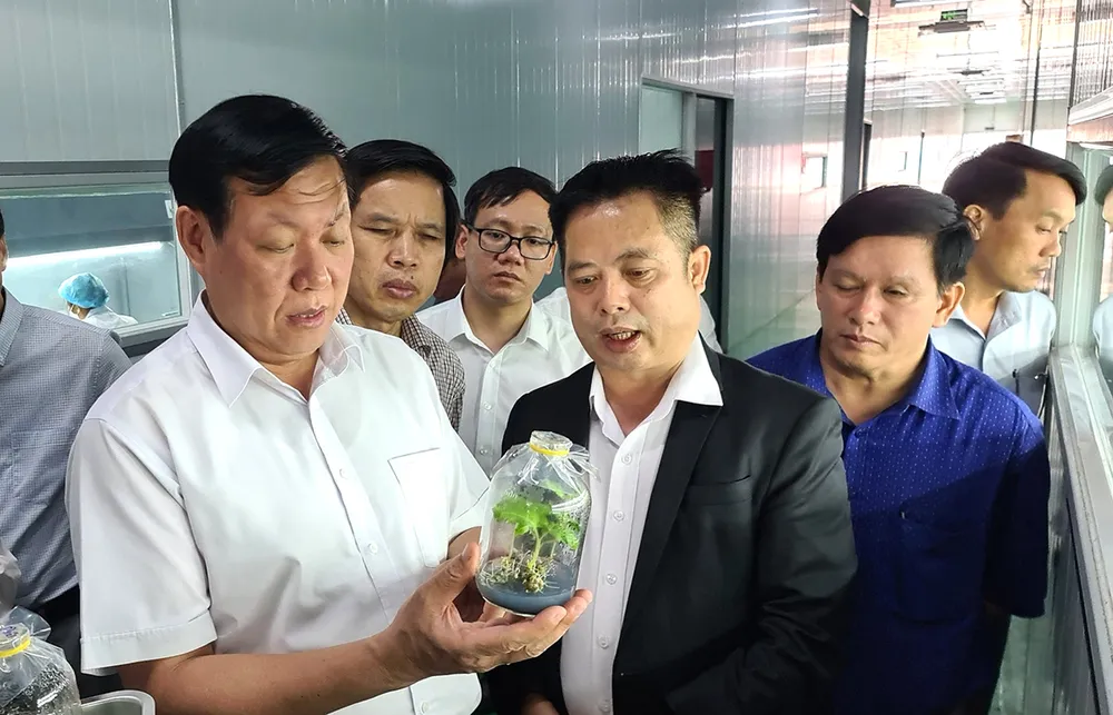 Thứ trưởng Bộ Y tế Đỗ Xuân Tuyên (áo trắng) kiểm tra cây sâm Ngọc Linh nuôi cấy mô tại một cơ sở nuôi trồng sâm Ngọc Linh trên địa bản tỉnh Quảng Nam vào cuối năm 2022. Ảnh: NGUYỄN CƯỜNG Thứ trưởng Bộ Y tế Đỗ Xuân Tuyên (áo trắng) kiểm tra cây sâm Ngọc Linh nuôi cấy mô tại một cơ sở nuôi trồng sâm Ngọc Linh trên địa bản tỉnh Quảng Nam vào cuối năm 2022. Ảnh: NGUYỄN CƯỜNG