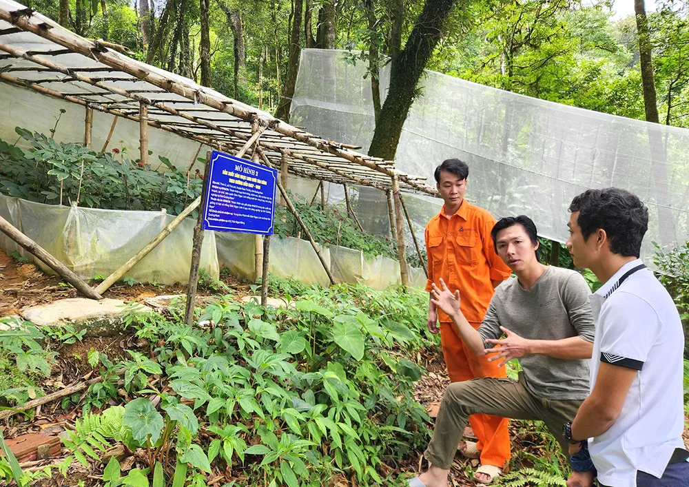 Một mô hình sản xuất sâm Ngọc Linh ở quy mô công nghiệp dưới tán rừng theo hướng dẫn GACP - WHO tại xã Trà Linh (huyện Nam Trà My, tỉnh Quảng Nam). Ảnh: NGUYỄN CƯỜNG Một mô hình sản xuất sâm Ngọc Linh ở quy mô công nghiệp dưới tán rừng theo hướng dẫn GACP - WHO tại xã Trà Linh (huyện Nam Trà My, tỉnh Quảng Nam). Ảnh: NGUYỄN CƯỜNG
