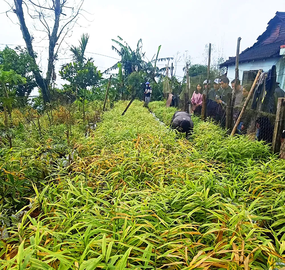 Mô hình trồng gừng sẻ bản địa ở rừng núi Trà Bồng, tỉnh Quảng Ngãi đã được các doanh nghiệp bao tiêu nhưng sản phẩm còn rất hạn chế. Ảnh: XUÂN HUYÊN Mô hình trồng gừng sẻ bản địa ở rừng núi Trà Bồng, tỉnh Quảng Ngãi đã được các doanh nghiệp bao tiêu nhưng sản phẩm còn rất hạn chế. Ảnh: XUÂN HUYÊN