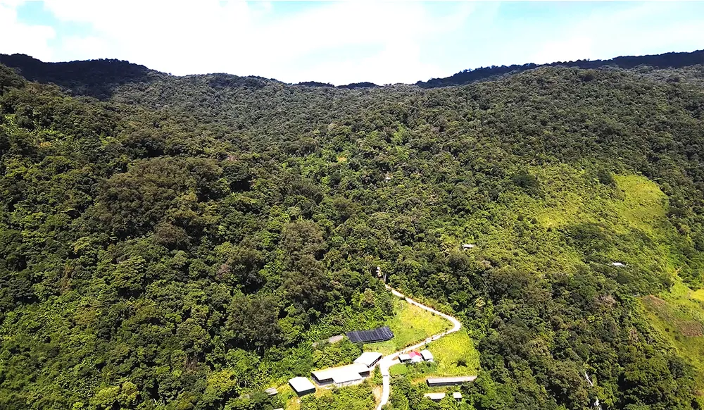 Nhiều mô hình trồng sâm ven tán rừng Ngọc Linh gặp khó do quy định rừng đặc dụng quá ngặt nghèo. Ảnh: NGUYỄN CƯỜNG Nhiều mô hình trồng sâm ven tán rừng Ngọc Linh gặp khó do quy định rừng đặc dụng quá ngặt nghèo. Ảnh: NGUYỄN CƯỜNG