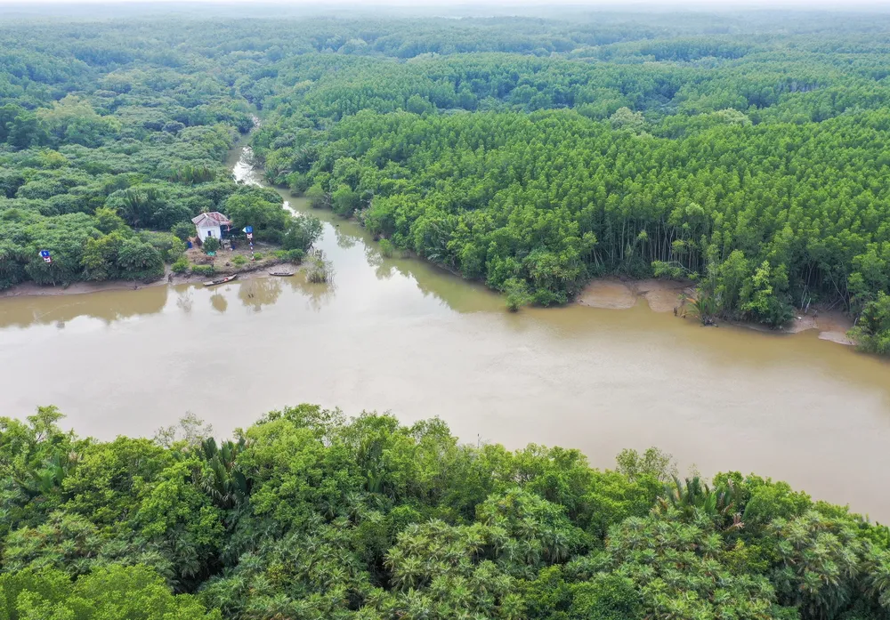 Rừng ngập mặn Cần Giờ. Ảnh: HOÀNG HÙNG