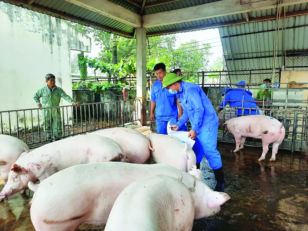 Mô hình chăn nuôi heo nái ở xã Bình Minh, huyện Trảng Bom, tỉnh Đồng Nai