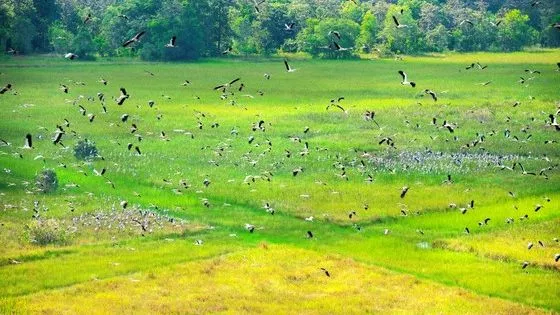 Đàn nhạn về vườn quốc gia