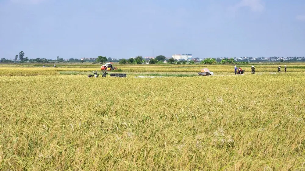 Trên cánh đồng lúa xã Trung An, huyện Vũ Thư, tỉnh Thái Bình