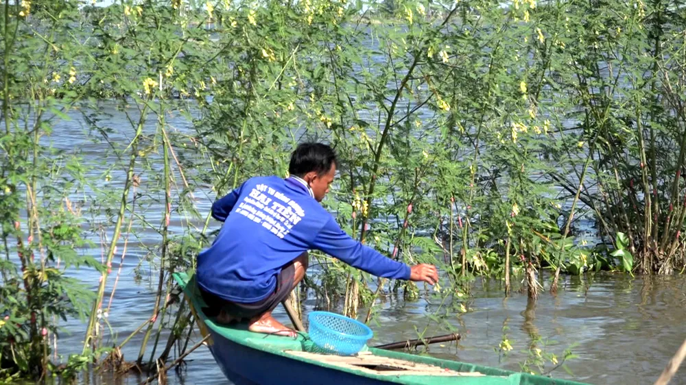PSA - Anh1-Hái bông điên điển.jpg