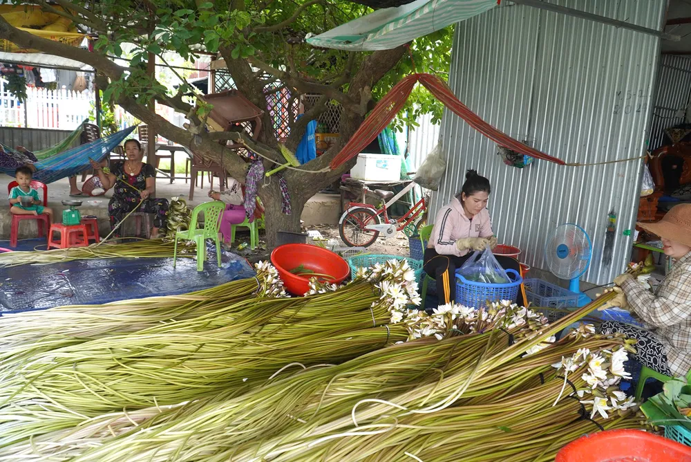 PSA - Anh2-Thu hoạch súng.jpg