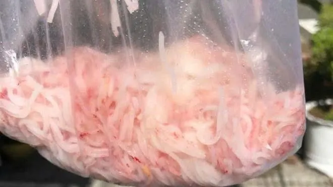 Qua kiểm tra, trong bún không phát hiện các chất hóa học độc hại