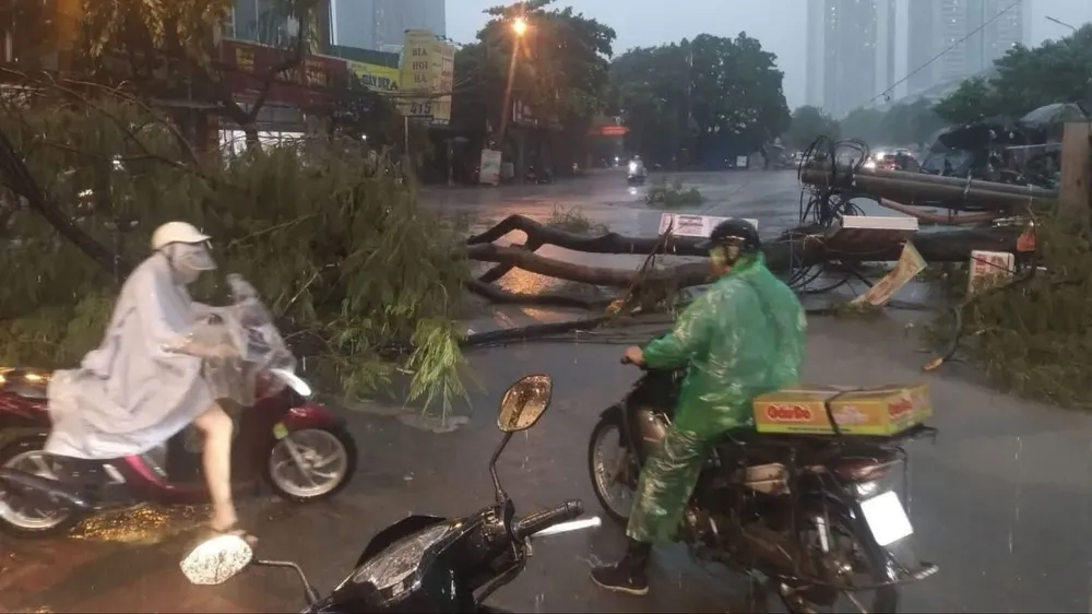 Mưa dông gây đổ cây