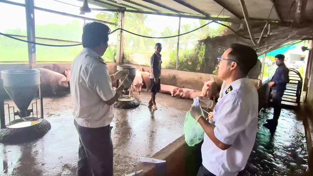 Ngành chức năng TP Cần Thơ lấy mẫu heo tại cơ sở giết mổ để đi kiểm dịch. Ảnh: TUẤN QUANG