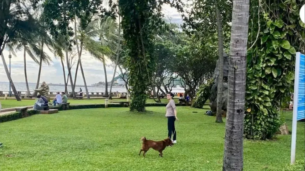 Chó thả rông ở công viên