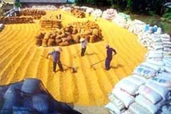 Chính phủ yêu cầu giãn tiến độ xuất khẩu gạo