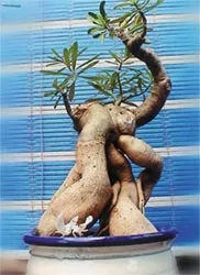 Để gốc sứ có bộ rễ to, hình dáng đẹp