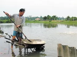 Đứng dậy sau hai lần dịch cúm