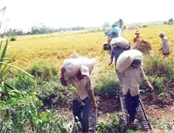 Tập quen “Sống với mưa muộn”