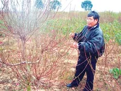 “Thương hiệu” đào mới