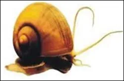 Hàng ngàn ha lúa đông-xuân bị thiệt hại