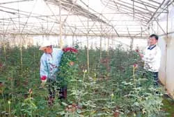 Phập phồng mùa hoa Tết