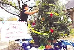 Canada tìm ra thành phần chính của Tamiflu trong cây thông