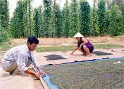Hồ tiêu Việt Nam chiếm 50% thị trường thế giới
