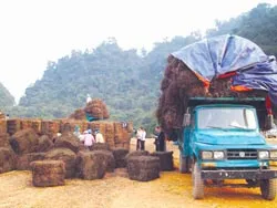 Cây thạch xua cái đói