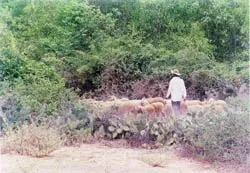 Cừu thắng được dê?