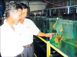 Đa dạng vật nuôi, hiệu quả cao