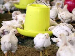 Chưa thể nuôi trở lại