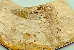 Hải quan Pháp tịch thu 17 ngàn món đồ cổ