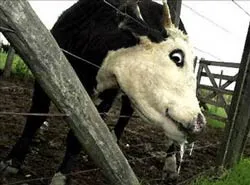 Tái xuất hiện bệnh lở mồm long móng