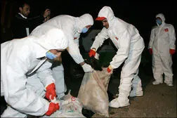 Dịch cúm gia cầm có nguy cơ lan rộng