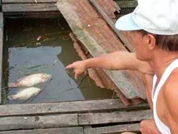 Nguy cơ hủy hoại môi trường vì nuôi tôm cá