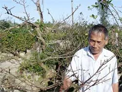 Tết này, đào mai sẽ đắt giá...