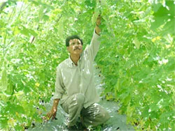 Thêm nhiều loại rau, củ, quả mới cho dịp Tết