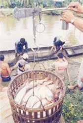 Cá tra, cá ba sa sạch hút hàng