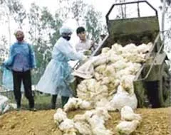Khởi tố vụ án tiêu hủy gia cầm khống để hưởng tiền hỗ trợ