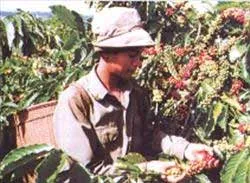 14.000 người dân tộc được vào làm việc tại các lâm trường