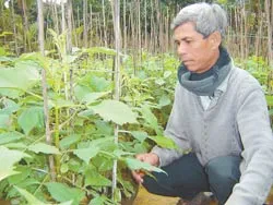 Hoa không đơm nụ