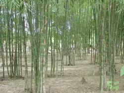 Thiếu nguyên liệu cho làng nghề